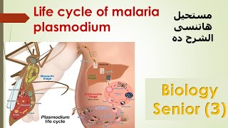 Malaria -plasmodium  life cycle 3rd secondary