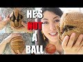 Three Banded Armadillo || SO CUTE || Armadillo Information || Creature Feature