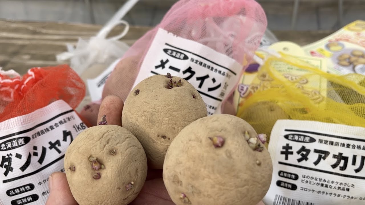 【じゃがいも栽培】肝心な浴光育芽（芽出し）で収穫量を増やす方法（植える時期〜種類の特徴〜種芋保存方法）