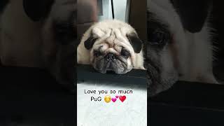 PuG say hi! #pets #mypug #pug #cute #puglife #viral #dog #shorts