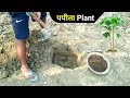 पपीता का पौधा इस विधि से लगाए 🌴🔥 papita plant lagaen | How to plant papaya | papita ki kheti