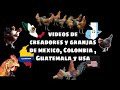 Videos de Criadores y  granjas