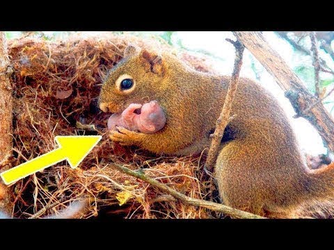 Vídeo: Quanto um esquilo bebê come?