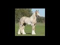 Your month your horse ! #horse #equestrianjourney #horseenthusiast #equestrian #horsetrack #pony