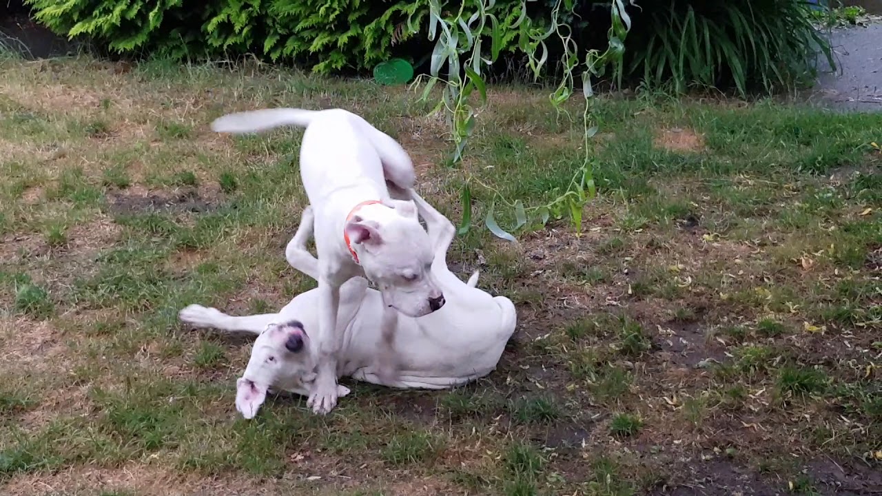 6 month old dogo argentino