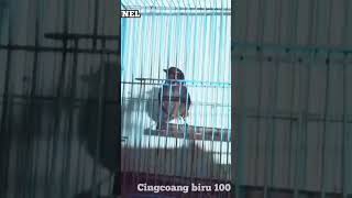 Harga Burung Cingcoang Biru shorts