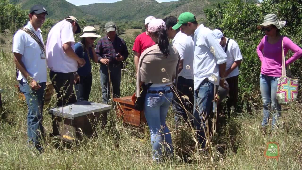 Buenas Practicas Apicolas | Abejas y Abejas
