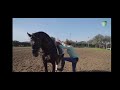 Marisol Bizcocho enseñando sus caballo y su poni de Toñi Moreno