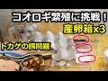 コオロギ繁殖に挑戦！トカゲの餌問題解決！？産卵箱を三つ！！