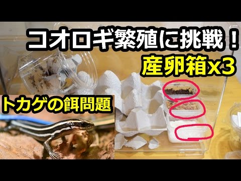 コオロギ繁殖に挑戦 トカゲの餌問題解決 産卵箱を三つ Youtube