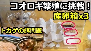 コオロギ繁殖に挑戦！トカゲの餌問題解決！？産卵箱を三つ！！