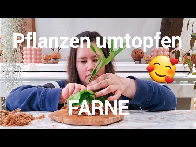 Pflanzenpflege  | Umtopf Special - Farne vom EOC  - YouTube