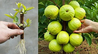 Simple Tips For Growing Guava With Lots Of Fruit!