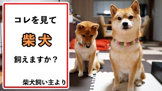 Take a look before deciding to raise a Shiba Inu. 'If you can't do even one, give up Shiba Inu'