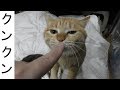 【可愛い】6月に入り暑くなってきた...猫たちはゆったりと眠っているのでちょっかいを出してみた