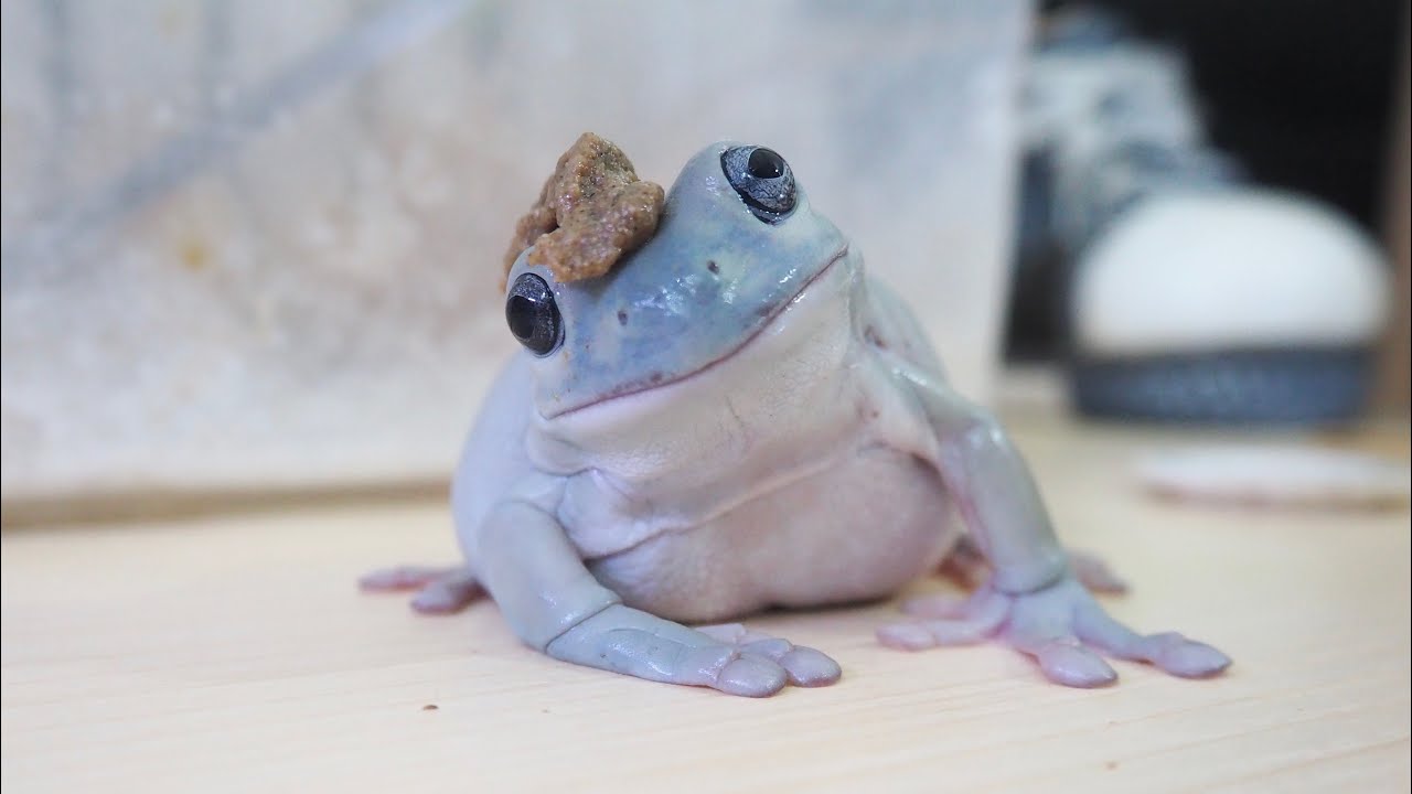 A frog tilts its head as the food in front of it disappears - YouTube