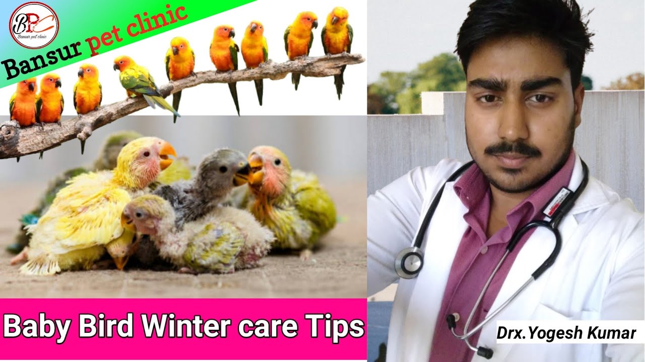 Baby Bird Winter care & tips Baby parrot care & Handling ? in hindi YouTube