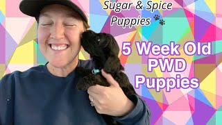 5 Week Old Portuguese Water Dog Puppies