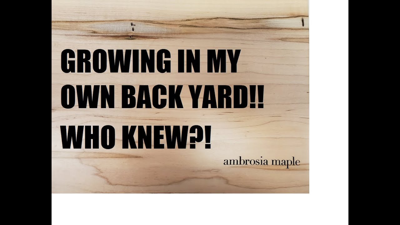 What Is Ambrosia Maple, And Where Can I Find It?
