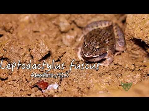 Видео: Оцелатинови пептиди от кожната секреция на южноамериканската жаба Leptodactylus Labyrinthicus (Leptodactylidae): характеризиране, антимикробни дейности и мембранни взаимодействия