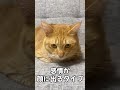 私は茶トラ女子 名前は『たもこ』 #猫 #shorts #cat