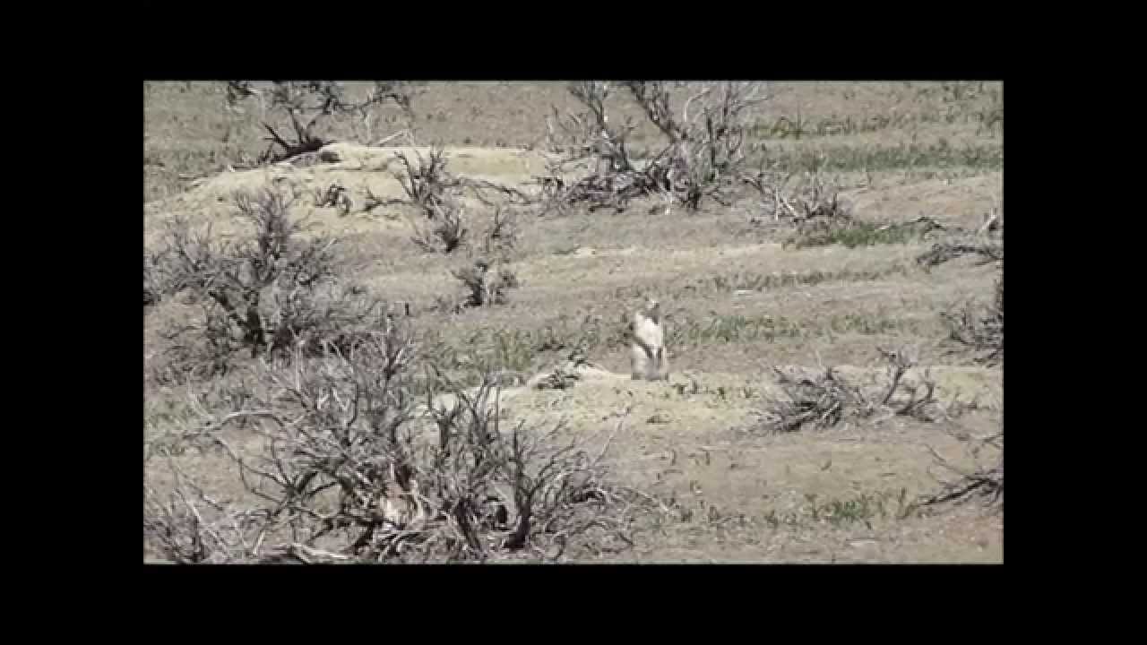 Prairie dog shooting in Wyoming 2013 YouTube