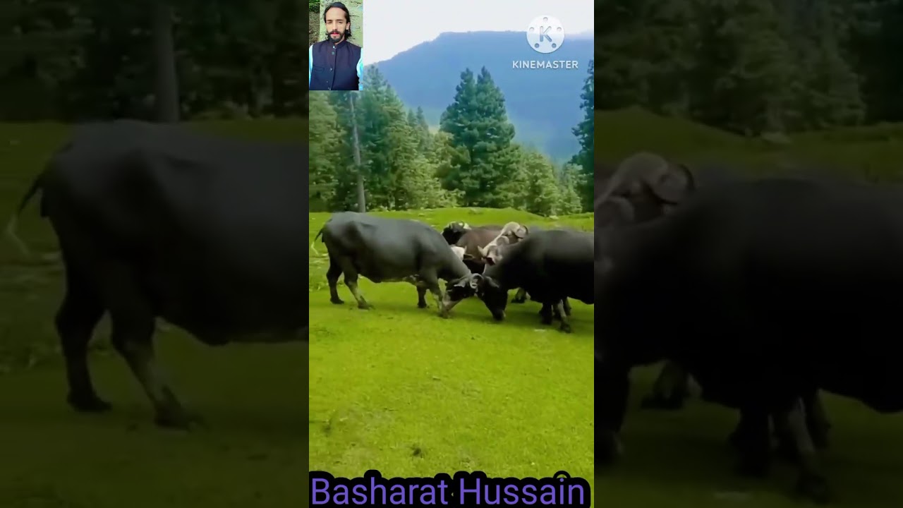 Gojri new videos 2026 Mast view 