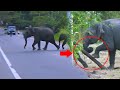 Elephant mom brake electric fence and Run away