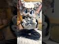a little version of me 🥹 // #lunawildpaws #furry #fursuit #fyp