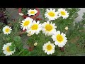 Yellow Centre white Marguerite Daisy flower plant grow care #????? low ???? summer ?? ???? ?? plant