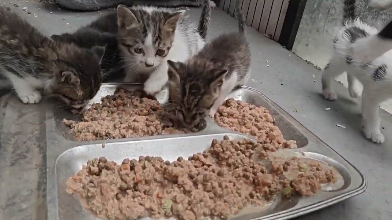 上半年确实运气不太好了，或许小乐基地会迎来新的挑战，愿大家与小乐同在！