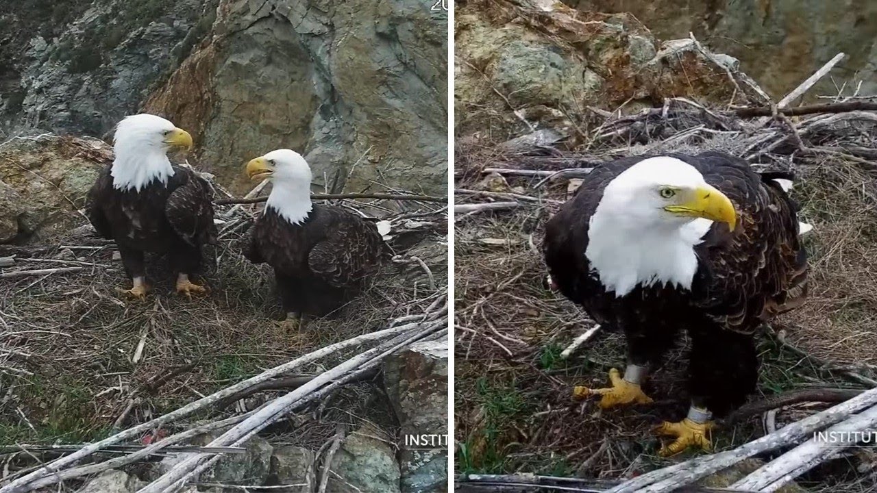 Two Harbors Eagles🦅Cholyn & Chase at 27-years🌅Morning Check-in, Brunch on Nest🦈explore | 2025 Dec 30