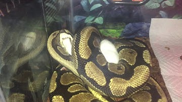 Python VS Mouse (WARNING: GRAPHIC LIVE FEEDING!!!) QUICK TKO