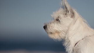 How to Bond with Your Westie: Tips and Tricks for Westie Owners