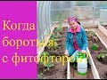 Когда бороться с фитофторой?