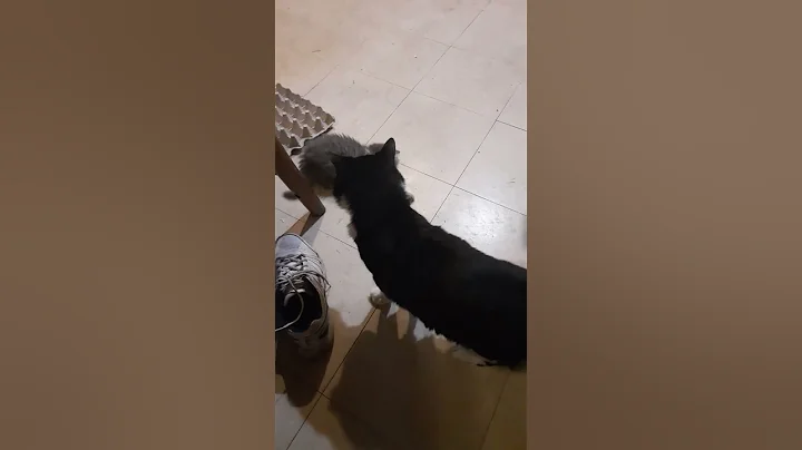 Sylvester and Rodney playing