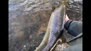 Salmon Fishing on the river Tweed at Cartdrona