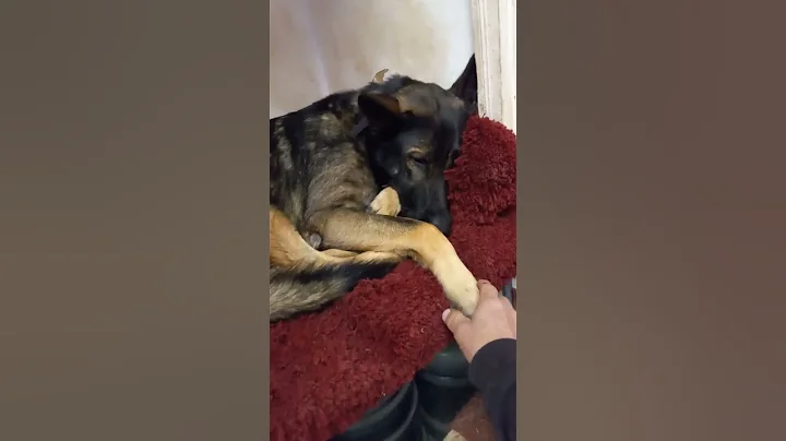 Dog on a shelf