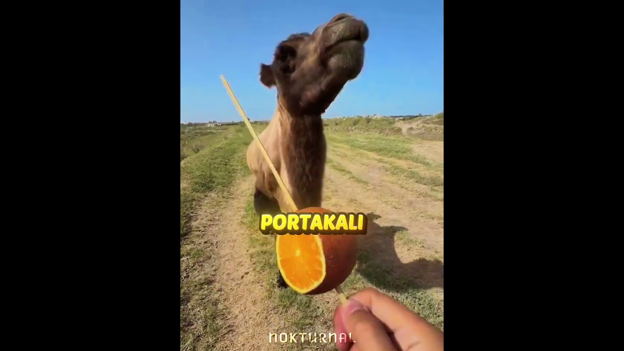Portakalları Kimseye Bırakmadı 🍊😂