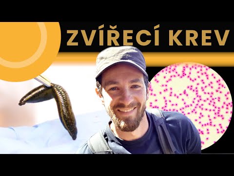 Video: Popis a funkce membrány. Která zvířata mají tento orgán?