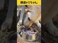 【ASMR 爆速レミちゃん44】外ごはんは3倍美味い!レミちゃんの咀嚼音/Raw Feeding Dogs asmr #shorts