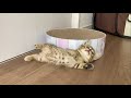 仔猫のゴロンいただきました
