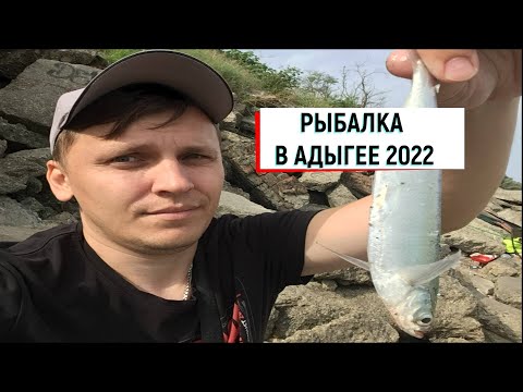 Рыбалка на Чехонь на реке Кубань клюет каждый заброс