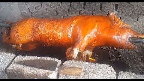 LỢN QUAY LÁ MÁC MẬT DA GIÒN CỒM CỘP NHƯ BÁNH ĐA/GẤU TRẮNG CHANNEL