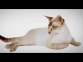 Javanese Cat の動画、YouTube動画。