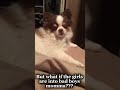 What if the girls are into bad boys and you’re embarrassing me by calling me “good boy” #pomeranian