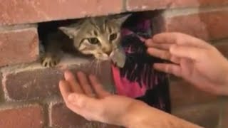 Cat rescued after getting stuck inside fireplace