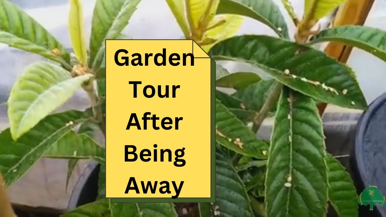 Garden Tour After Being Away - YouTube