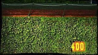 Wrigley Field Ivy Wall: Strange Stadium Series #2