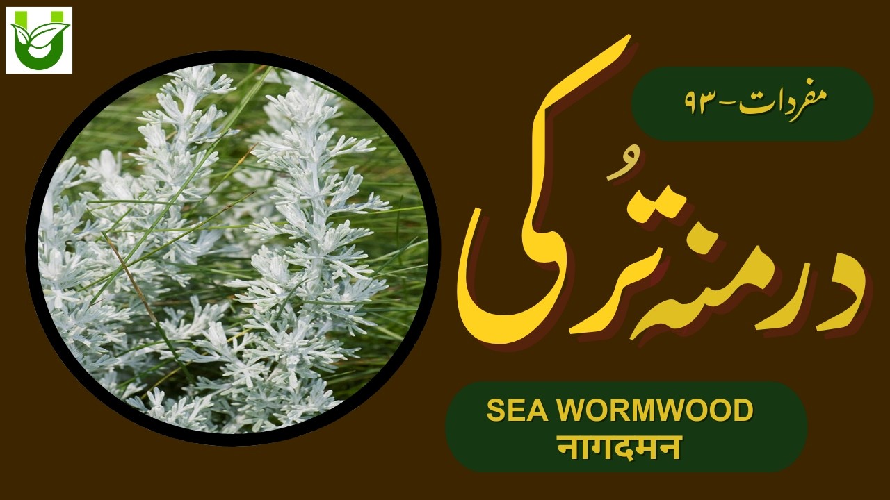 SEA WORMWOOD | Artemisia maritima | درمنہ تُرکی